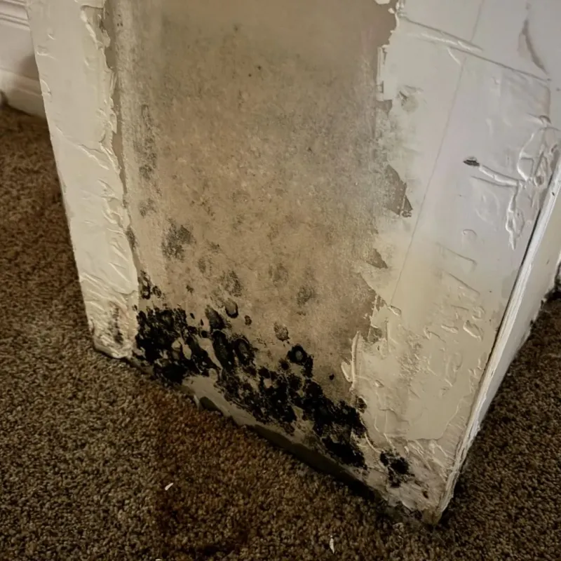 Professional Mold Removal in Hardeman County, TN